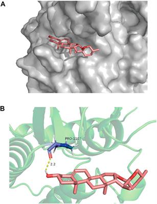 Diosgenin From Dioscorea Nipponica Rhizoma Against Graves’ Disease—On Network Pharmacology and Experimental Evaluation